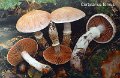 Cortinarius torvus-amf641